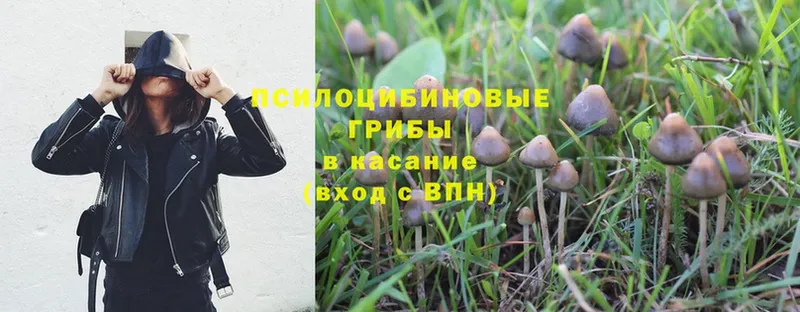 где найти   Дагестанские Огни  Псилоцибиновые грибы Psilocybe 